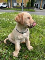 Labrador pups klaar om te verhuizen., Dieren en Toebehoren, Honden | Retrievers, Spaniëls en Waterhonden, Particulier, Meerdere