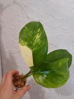 Monstera Lechleriana Albo Variegata, Huis en Inrichting, Kamerplanten, Ophalen of Verzenden, Overige soorten, Minder dan 100 cm
