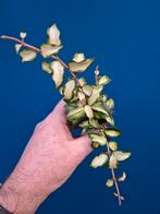 Hoya Lacunosa Tricolor Bruno p6, Ophalen of Verzenden, Halfschaduw, Minder dan 100 cm