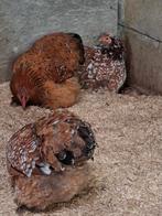 cochin porselein, Dieren en Toebehoren, Pluimvee, Vrouwelijk, Kip