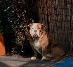 Dekreu new english Bulldog, Dieren en Toebehoren, Honden | Dekreuen, Particulier, Rabiës (hondsdolheid), 3 tot 5 jaar, Reu