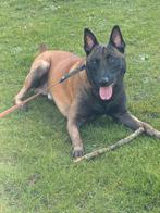 Mechelse herder reu, Rabiës (hondsdolheid), Reu, Eén hond, 3 tot 5 jaar