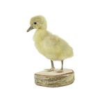 Mooi Opgezette Kleine Gans Kuiken Berk Full Body Taxidermie, Verzamelen, Dierenverzamelingen, Ophalen of Verzenden, Gebruikt, Boerderijdier