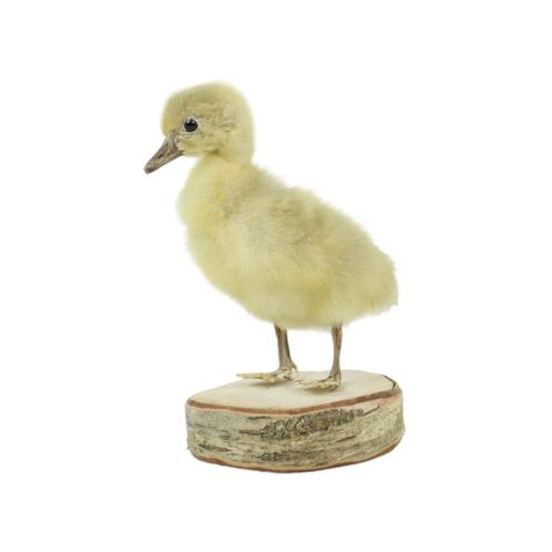 Mooi Opgezette Kleine Gans Kuiken Berk Full Body Taxidermie, Verzamelen, Dierenverzamelingen, Gebruikt, Opgezet dier, Boerderijdier
