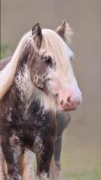 Silverdapple tinker hengst, Dieren en Toebehoren, Paarden, Hengst, Minder dan 160 cm, 0 tot 2 jaar