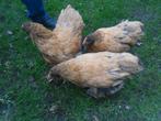 t.k.trio Orpington goud patrijs groot, Dieren en Toebehoren, Meerdere dieren, Kip