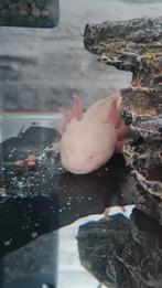 Albino axolotl te koop.  30 cm lang, Slang