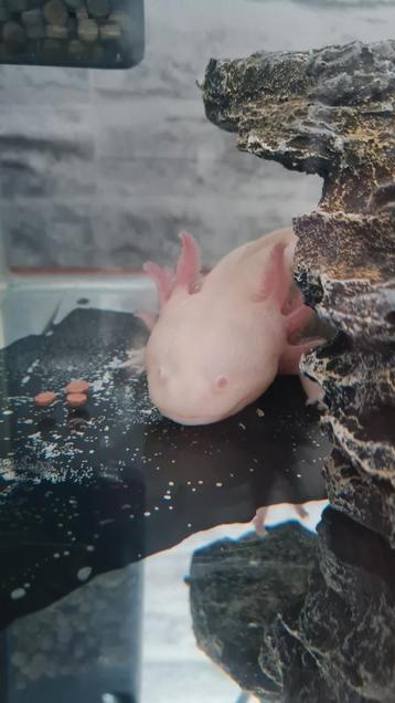 Albino axolotl te koop.  30 cm lang beschikbaar voor biedingen