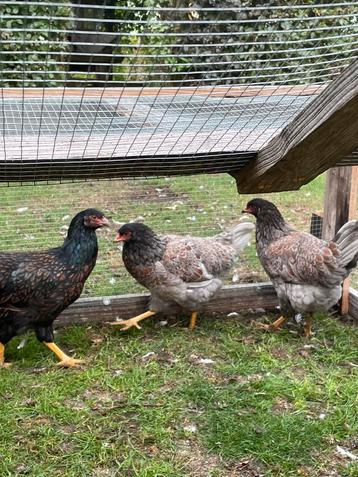 Jonge barnevelder hennen blauw en zwart dubbelgezoomd. beschikbaar voor biedingen