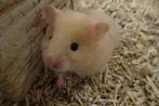 Goudhamsters, Dieren en Toebehoren, Knaagdieren, Hamster, Meerdere dieren, Tam, September