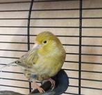 Kanariepop, Dieren en Toebehoren, Vogels | Overige Vogels, Vrouwelijk, Tropenvogel, Geringd