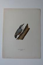 BOOMKLEVER SITTA EUROPAEA ORIGINELE VOGEL LITHO 1929 VE5, Ophalen of Verzenden