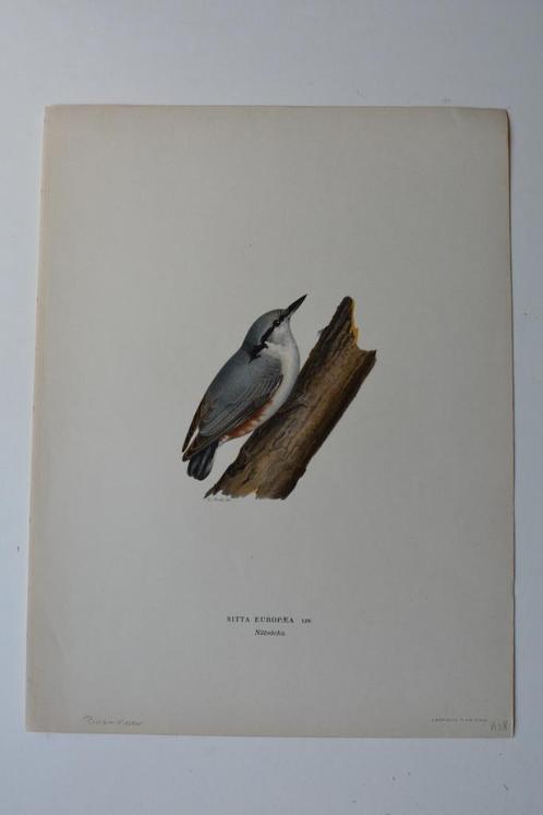 BOOMKLEVER SITTA EUROPAEA ORIGINELE VOGEL LITHO 1929 VE5, Antiek en Kunst, Kunst | Litho's en Zeefdrukken, Ophalen of Verzenden