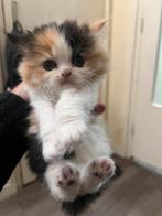 Persian mix kitten, Dieren en Toebehoren, Katten en Kittens | Raskatten | Langhaar