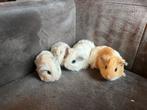 Caviababy, Januari, Vrouwelijk, Cavia