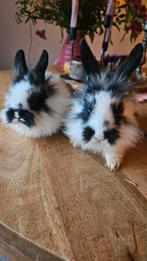 Konijnen kruizing dwerg hangoor en leeuwenkopje, Dieren en Toebehoren, Konijnen, Meerdere dieren, Dwerg, Hangoor