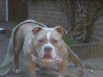 American pocket Bully teef, Dieren en Toebehoren, Overige rassen, CDV (hondenziekte), 1 tot 2 jaar, Teef