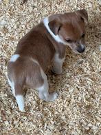Jack russells puppy’s, Dieren en Toebehoren, België, Particulier, Jack Russell Terriër, CDV (hondenziekte)