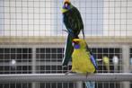 Koppels Rosella, Geelbuik en Portlincoln te koop, Meerdere dieren, Overige soorten
