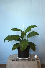 spathiphyllum- lepelplanten, Ophalen, Overige soorten, Halfschaduw, In pot