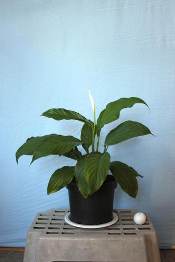 spathiphyllum- lepelplanten beschikbaar voor biedingen