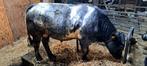 Hoornlozen genetische luxe blauwe baggerpoot stier, Dieren en Toebehoren, Runderen, Mannelijk, 0 tot 2 jaar