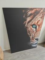 Leeuwin Poster 70*100cm - dibond materiaal, Ophalen, Minder dan 50 cm, Zo goed als nieuw, Foto of Poster