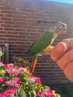 Extreem tamme Pyrhurra, Dieren en Toebehoren, Vogels | Parkieten en Papegaaien, Geslacht onbekend, Papegaai, Pratend