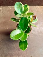 Hoya australis Blondie - P12, Ophalen of Verzenden, Halfschaduw, Minder dan 100 cm