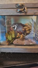 Opgezette.vogels diversen rariteiten patrijs fazant merel, Ophalen, Gebruikt, Vogel, Opgezet dier
