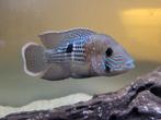 Andinoacara Rivulatus kweek koppel zilver witte zoom., Dieren en Toebehoren, Vissen | Aquariumvissen, Vis