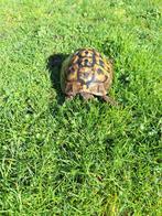 Grieks landschildpad man testudo hermani, Ophalen of Verzenden
