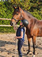 Lieve d pony, Dieren en Toebehoren, Pony's, 3 tot 6 jaar, Tuigpony, D pony (1.37m tot 1.48m), Merrie