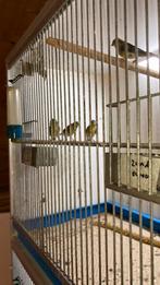 Hybride Europese sijs x kanarie, Dieren en Toebehoren, Vogels | Overige Vogels, Mannelijk, Wildzangvogel, Geringd