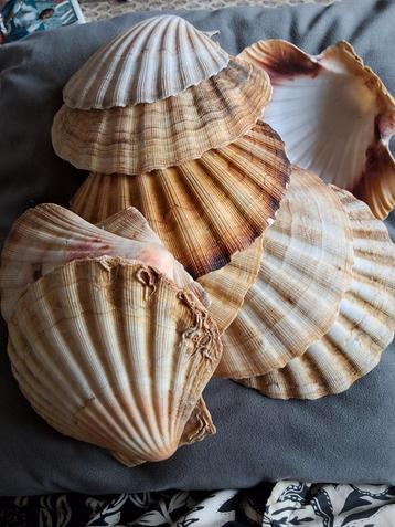 Mooie verzameling schelp 10x st. Jacobs schelpen beschikbaar voor biedingen