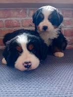 Berner sennen pups, 8 tot 15 weken, Groot, Meerdere, Meerdere dieren