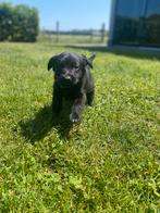 ❤️Labrador Friese Stabij pups❤️, Dieren en Toebehoren, Honden | Niet-rashonden, Rabiës (hondsdolheid), 8 tot 15 weken, Meerdere