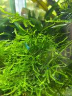 Neocaradina blauwe mix garnalen, Kreeft, Krab of Garnaal, Zoetwatervis, Schoolvis