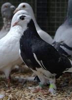 Sierduiven, Dieren en Toebehoren, Vogels | Duiven, Meerdere dieren, Overige soorten