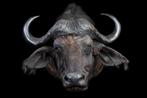 Buffel, Ophalen, Zo goed als nieuw, Overige soorten, Overige typen