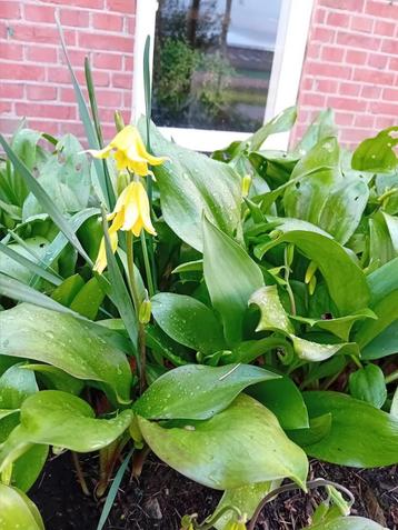 Erythronium pagoda  beschikbaar voor biedingen