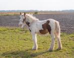 Prachtig groot Tinker/irish cob merrie veulen, Dieren en Toebehoren, Merrie, 0 tot 2 jaar