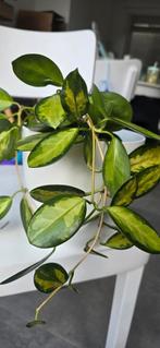 Hoya australis 'Lisa' hele plant, Huis en Inrichting, Ophalen, Overige soorten, Halfschaduw, In pot