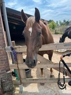 Stalhulp gezocht, Dieren en Toebehoren, Paarden en Pony's | Overige Paardenspullen, Ophalen, Gebruikt, Dressuur