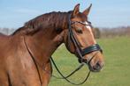Super lieve 9 jarige sport/fok merrie, Dieren en Toebehoren, Paarden, Merrie, Gechipt, M, Dressuurpaard