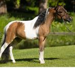 Gezocht nmprs mini paardje merrie/ruin!, Ophalen of Verzenden