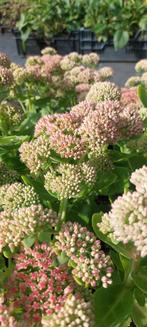 Sedum herfstfreugde, Tuin en Terras, Zomer, Ophalen of Verzenden