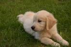 Gezocht: Golden Retriever (kruising) vrouwtjes pup, Golden retriever, 8 tot 15 weken, Teef, Eén hond