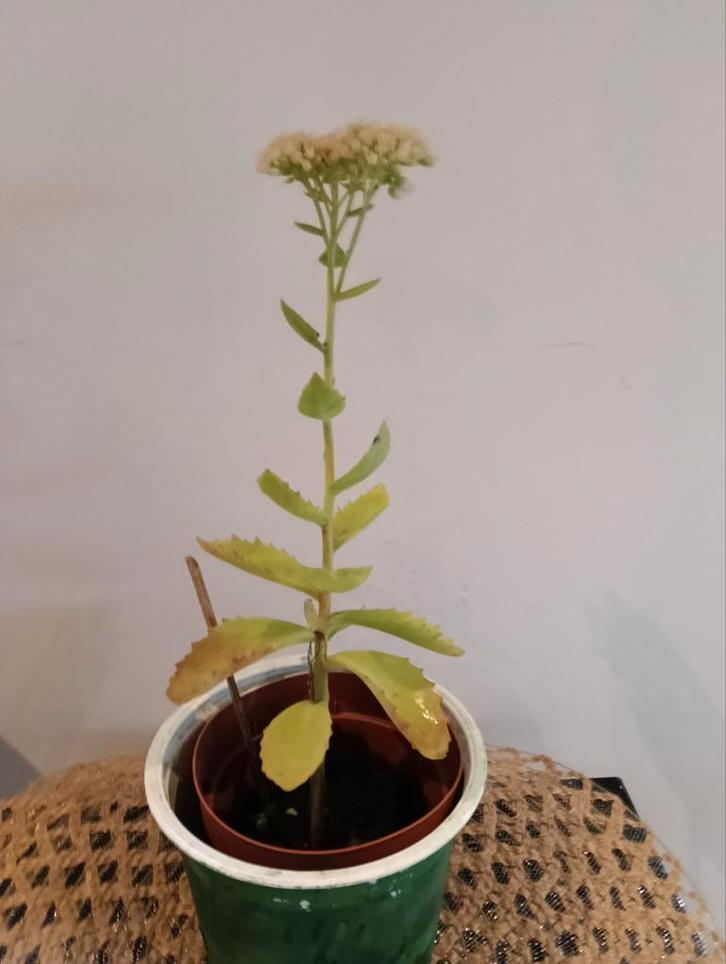Hemelsleutel  🌿 Ruil mij!! 🌿, Tuin en Terras, Planten | Tuinplanten, Volle zon, Zomer, Ophalen