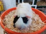 Cavia beertje, Dieren en Toebehoren, Juli, Mannelijk, Cavia